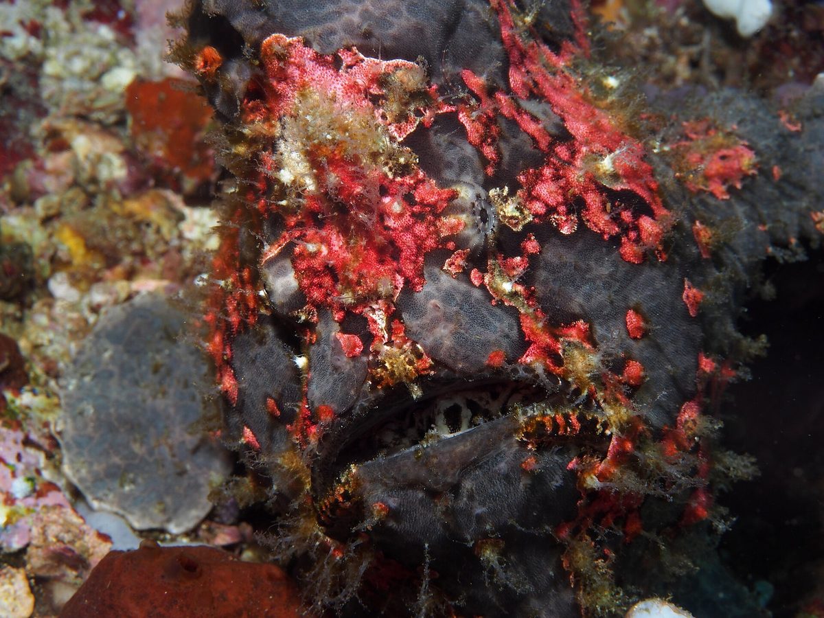 A camouflaged frogfish on the seabed, a classic macro subject at Anilao's muck dive sites in Batangas