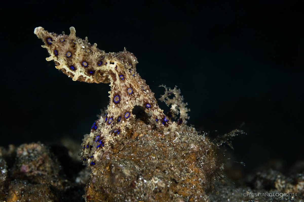 A small octopus on the seabed, the kind of cephalopod that draws macro divers to Anilao's muck sites such as Secret Bay