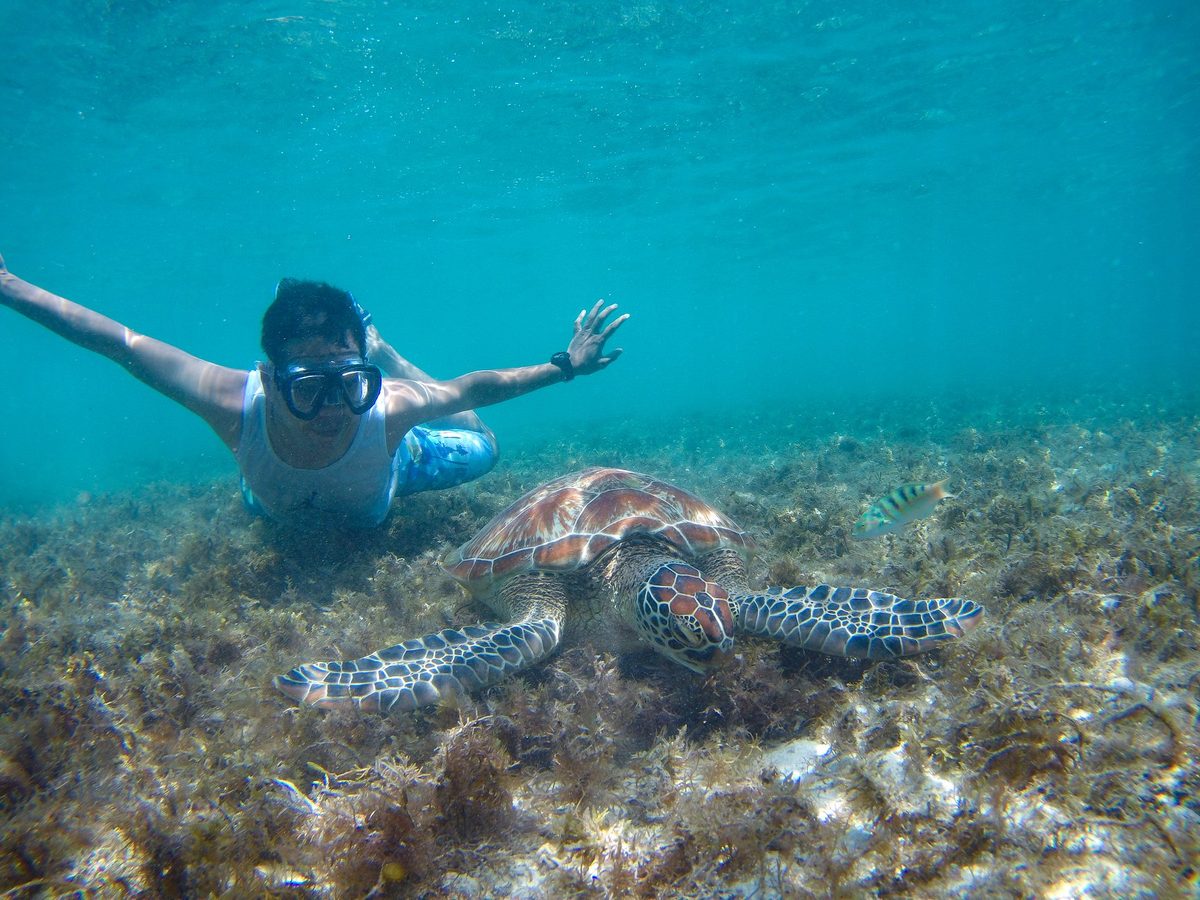 Snorkelers swimming with a green sea turtle in the clear water off Apo Island