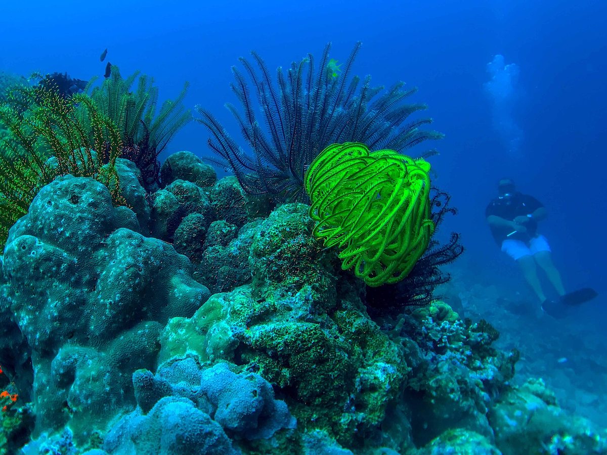Diver and fish over the reef in the Dauin marine sanctuary near Dumaguete, the diving coast beside Apo Island