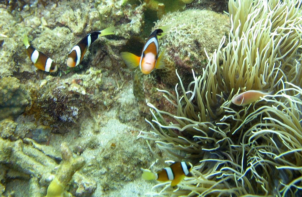 Coral and reef fish while snorkeling at Anilao in Mabini, Batangas