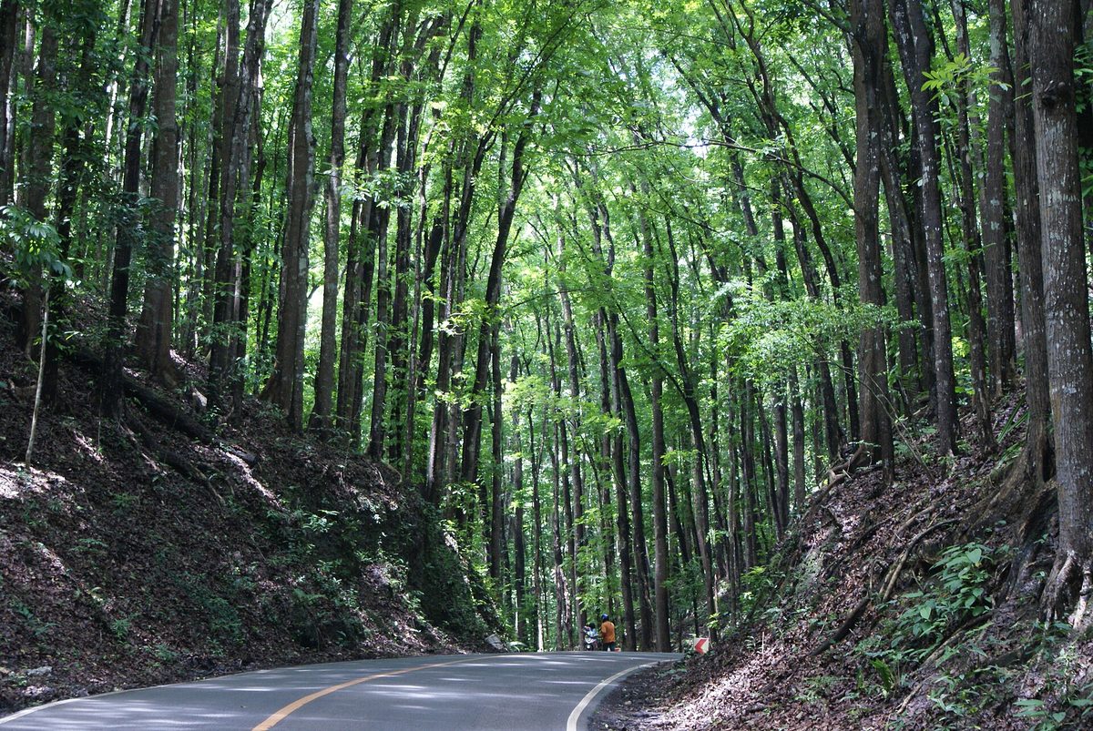 Mahogany canopy of the Bilar man-made forest in Bohol forming a green tunnel over the road