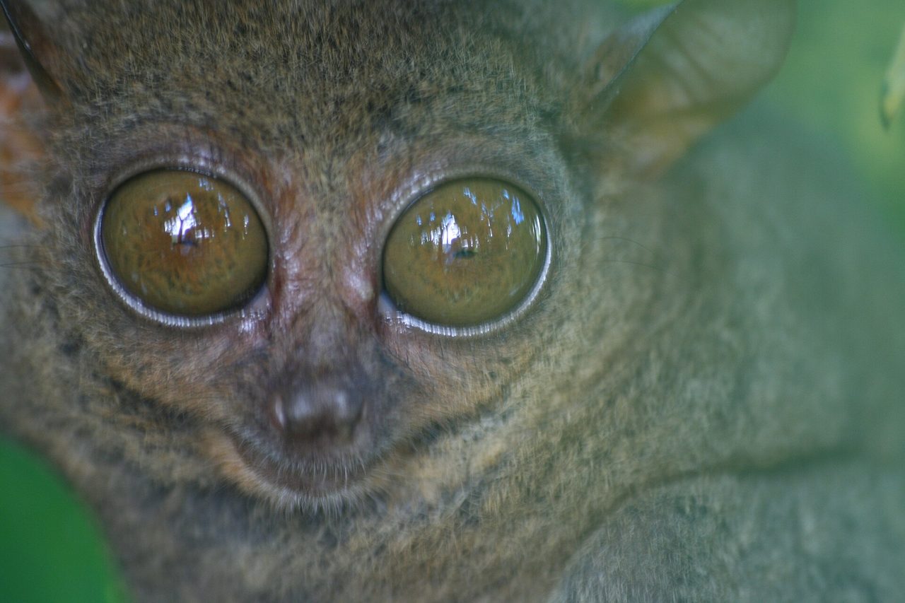 A Philippine tarsier clinging to a branch in Bohol, with huge round eyes, one of the world's smallest primates