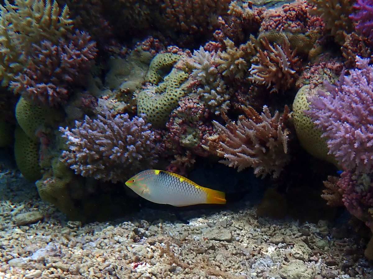 Tropical Pacific coral and reef fish, the kind of growth that now encrusts the Coron wrecks