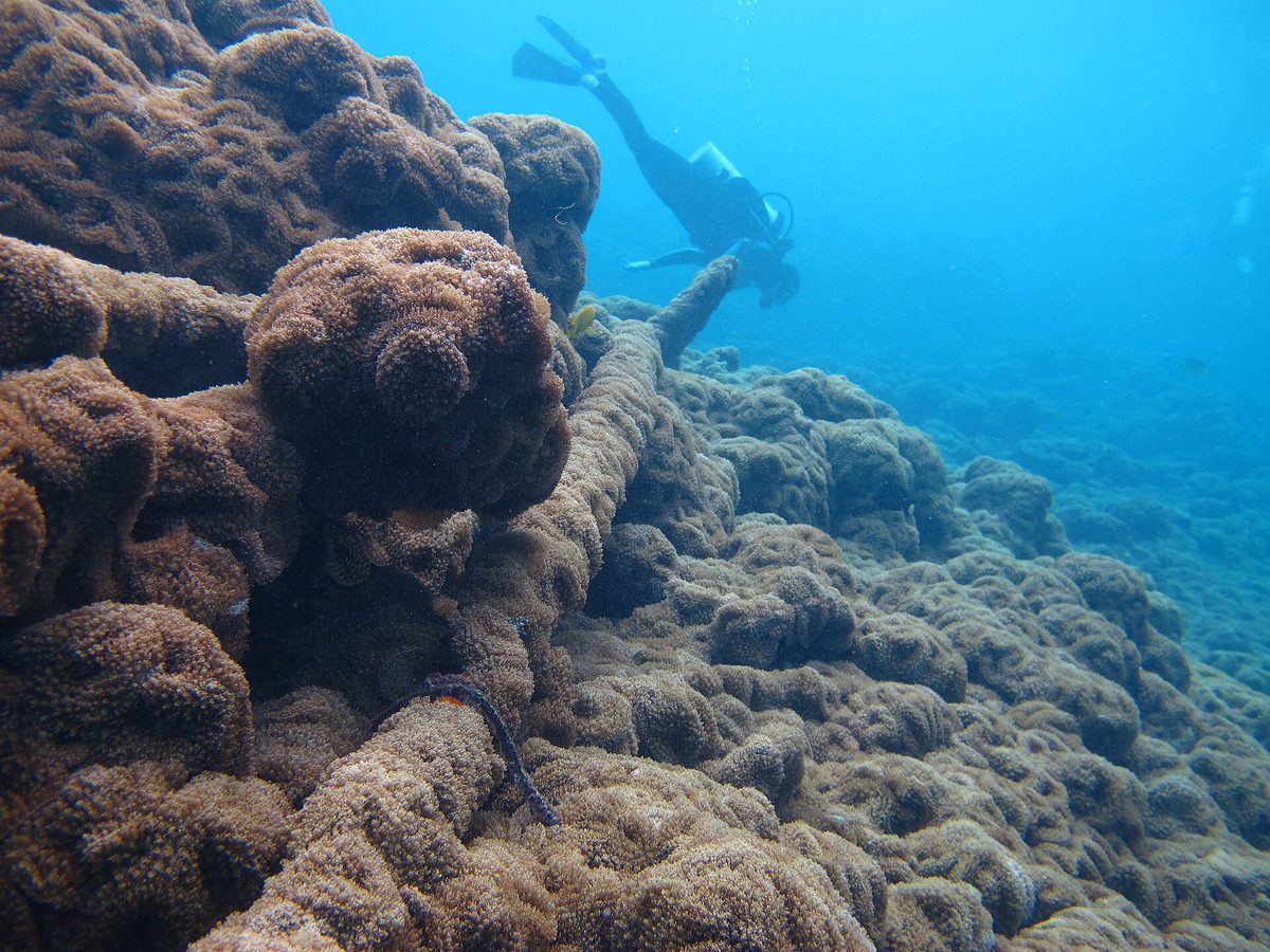 Coral-covered underwater wreck debris, the kind of structure divers explore on the Coron wrecks in the Philippines