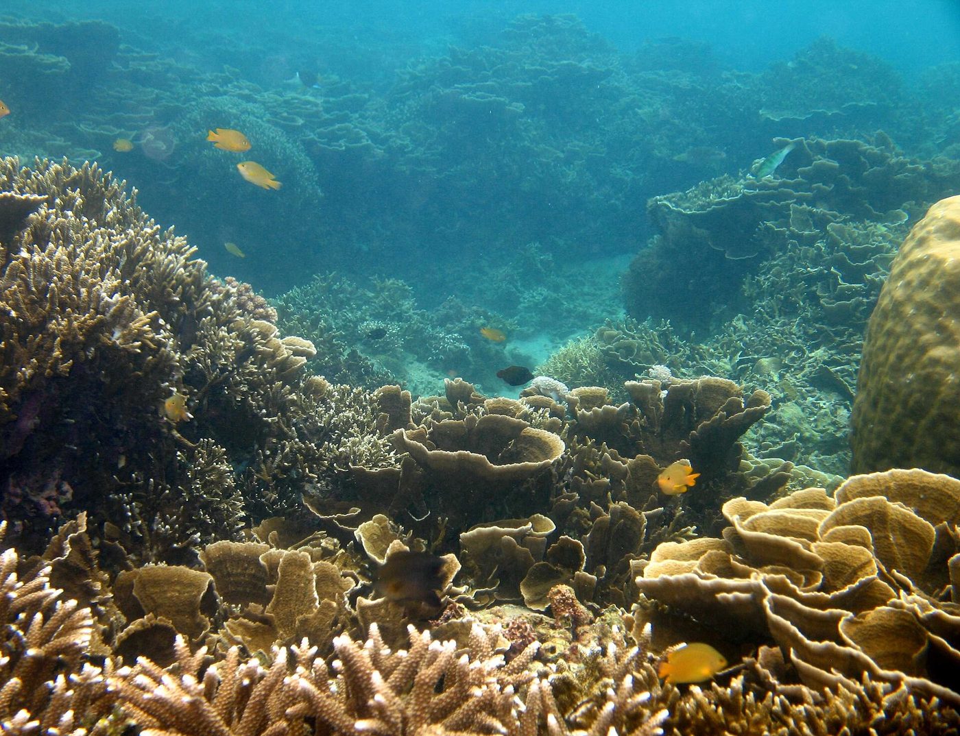 A healthy tropical coral reef teeming with fish in the Philippines, part of the Coral Triangle