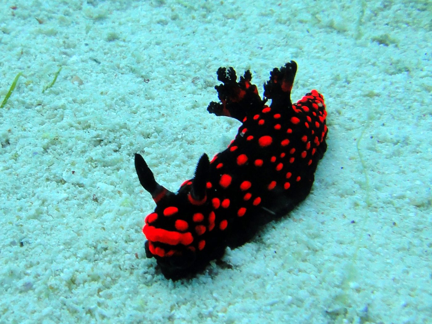 A colourful nudibranch sea slug photographed during muck diving in Anilao, Batangas, Philippines