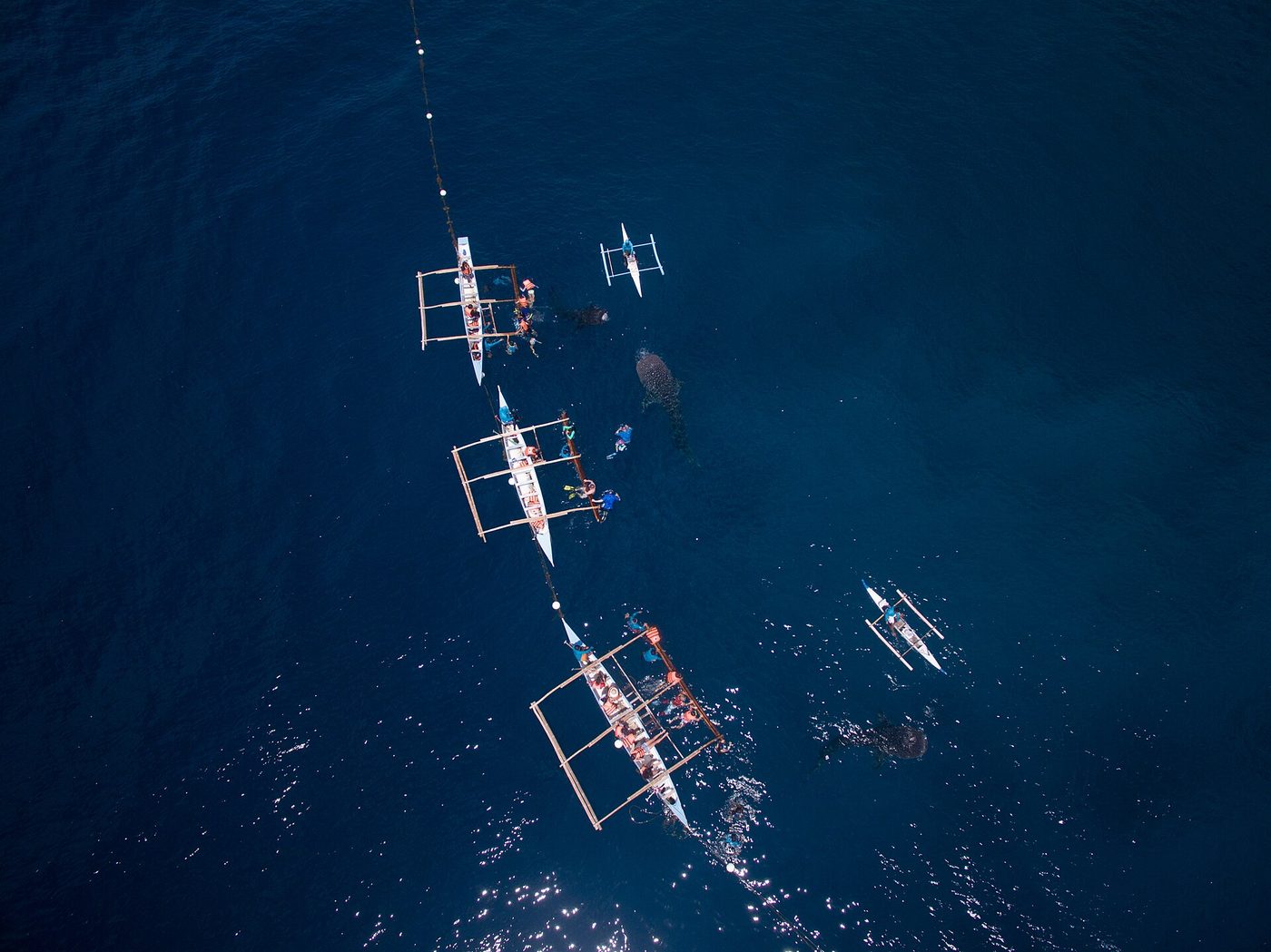 Outrigger boats and snorkellers gathered around a whale shark in Philippine waters, seen from above