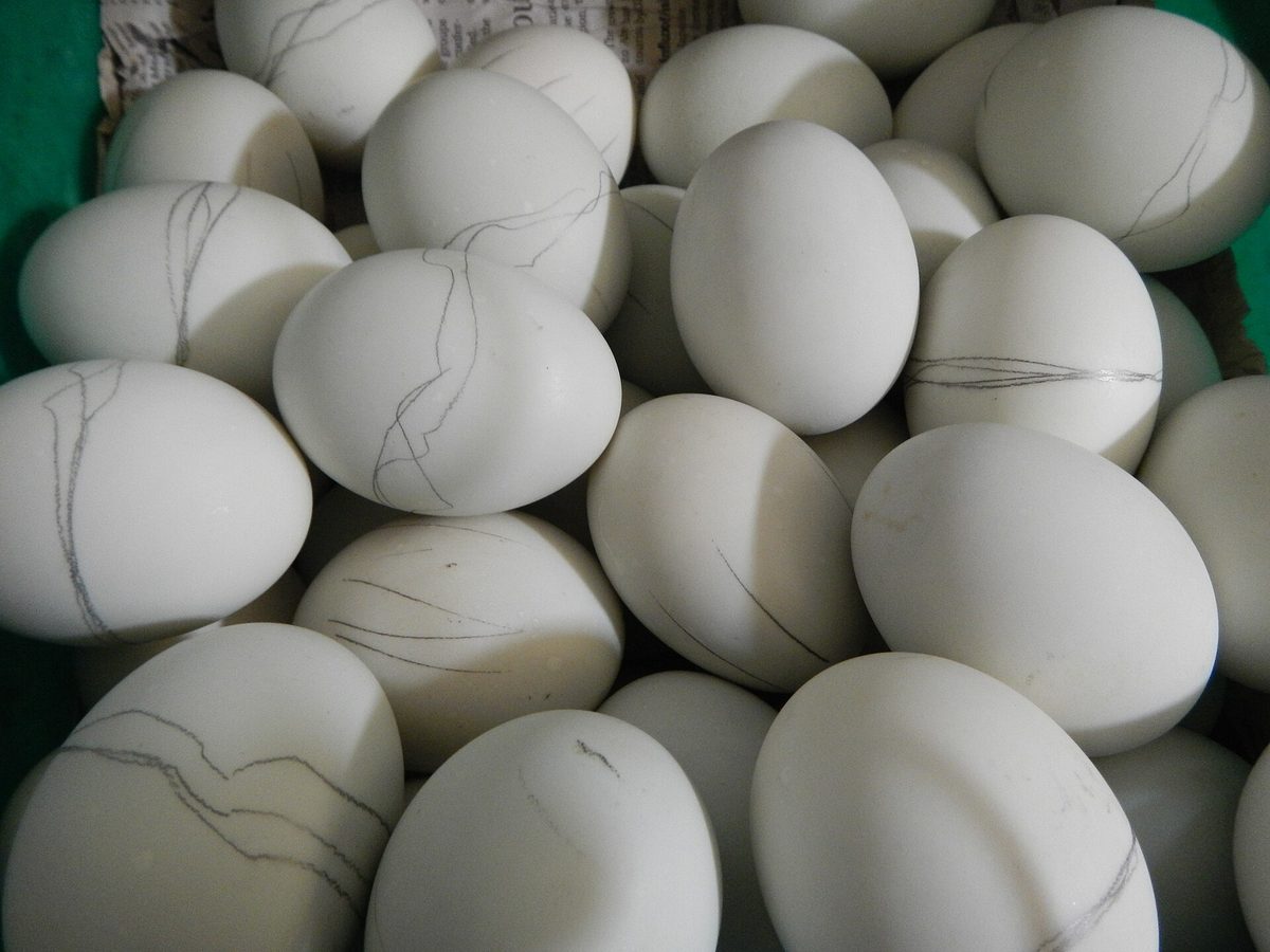 Balut, a boiled fertilised duck egg sold as Filipino street food