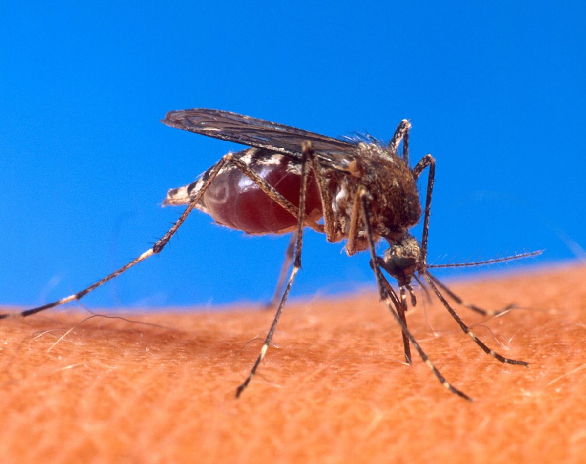 Close-up of an Aedes mosquito, the day-biting species that spreads dengue in the Philippines
