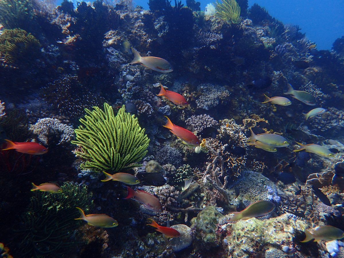 Scuba diver over a coral reef, the kind of activity travel insurance Philippines policies must cover to your certified depth