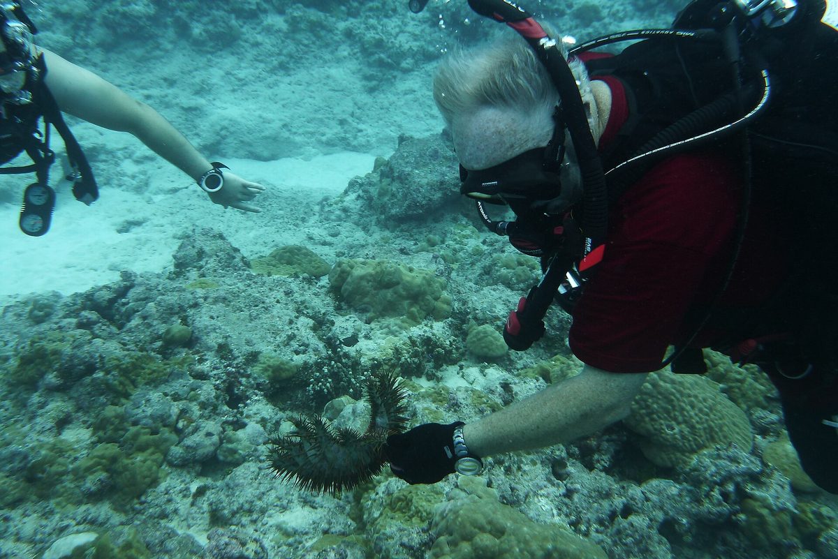 Two scuba divers working together over a reef during an open water course