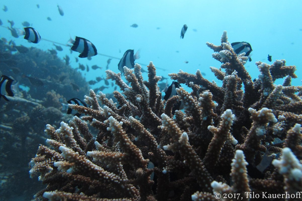 Scuba diver finning over a tropical reef on an open water training dive - learn to dive Philippines