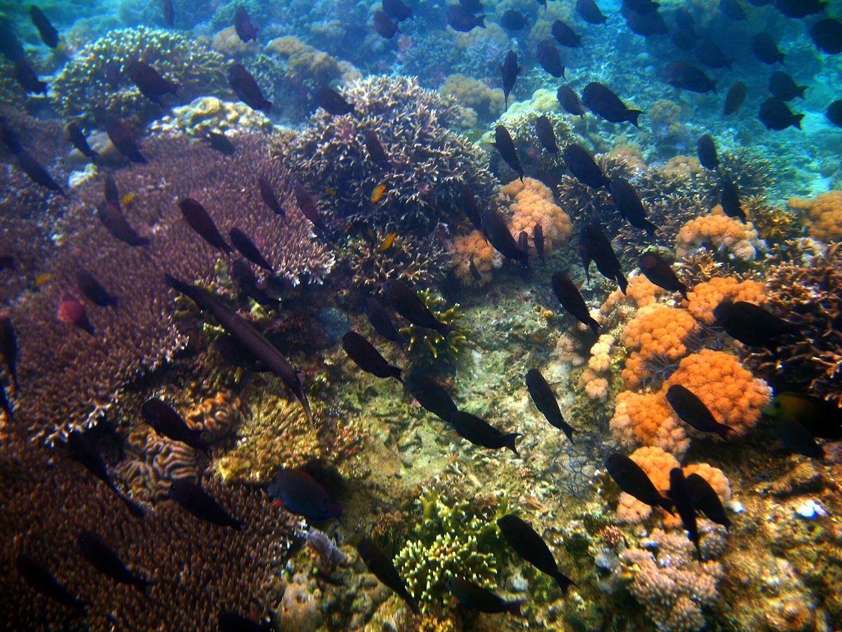 Shallow tropical coral reef with reef fish in warm clear Philippine water