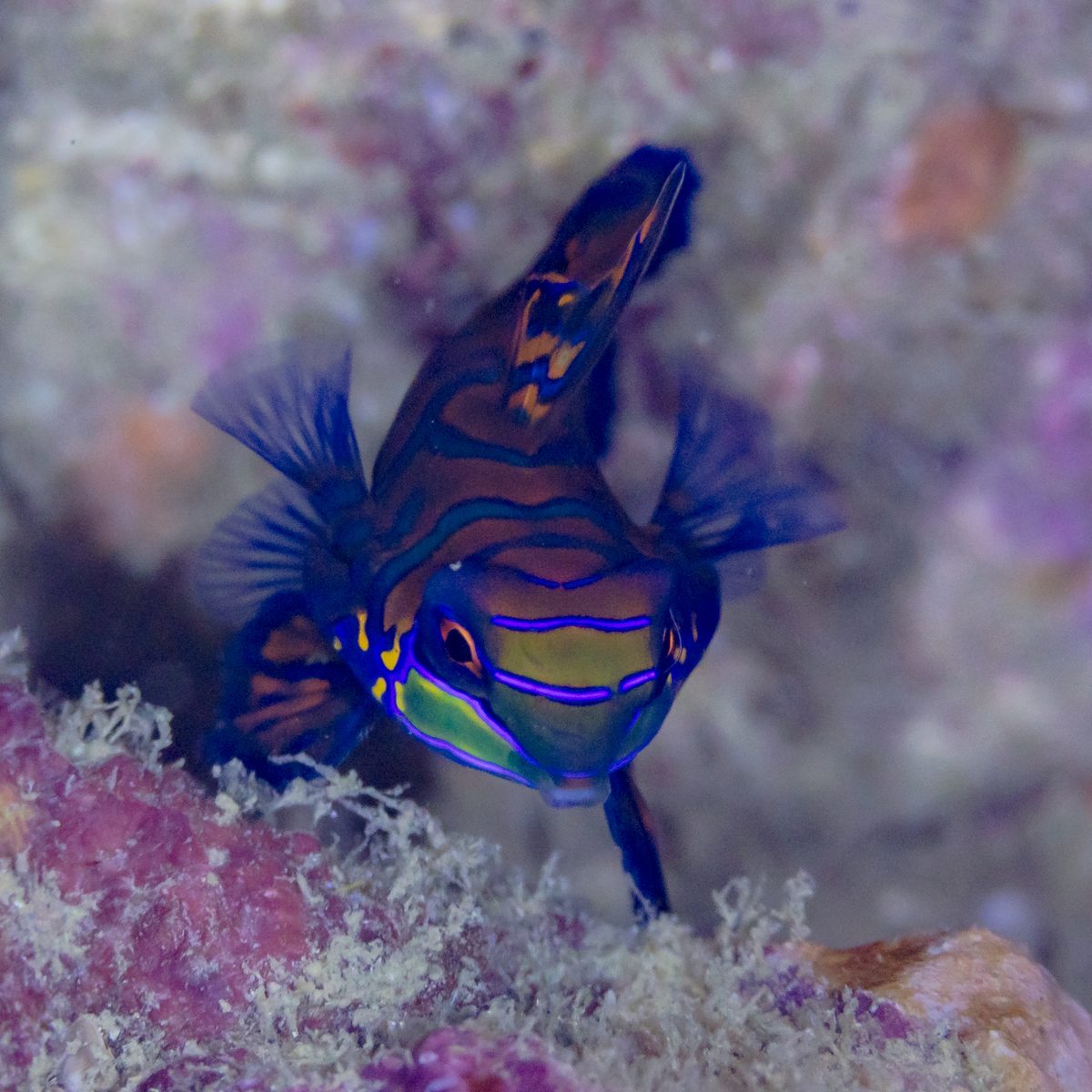 Brightly patterned mandarinfish among coral at a dusk dive near Malapascua