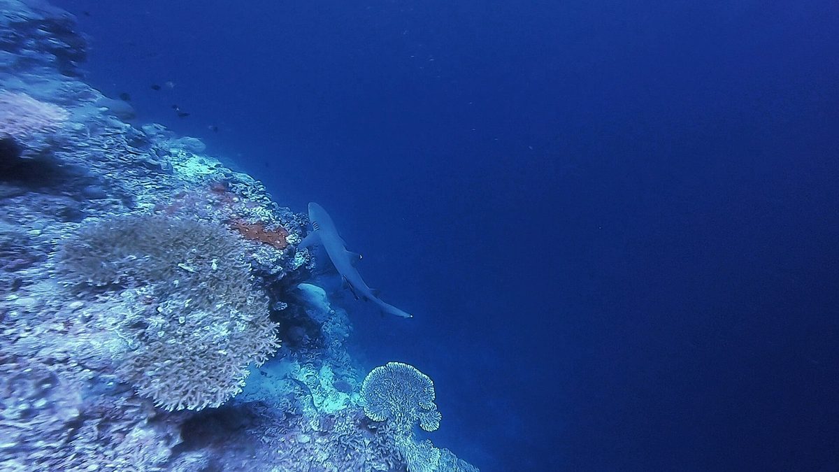 White-tip reef shark resting near a reef ledge at Gato Island off Malapascua