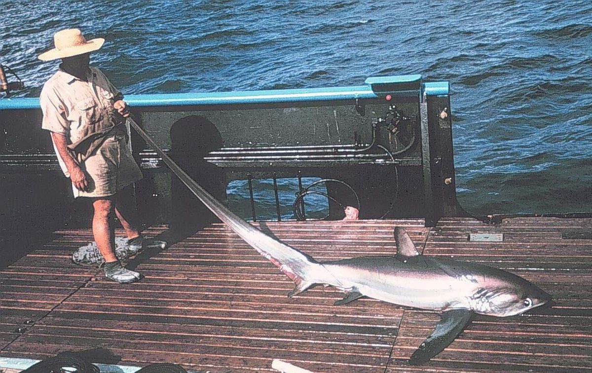 Pelagic thresher shark with its long upper tail lobe, the main draw of Malapascua diving