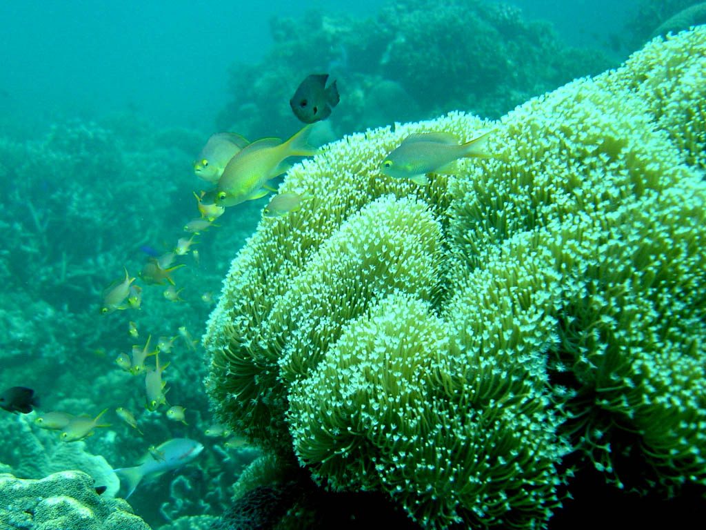 Colorful coral reef underwater near Moalboal, Cebu, a top diving spot