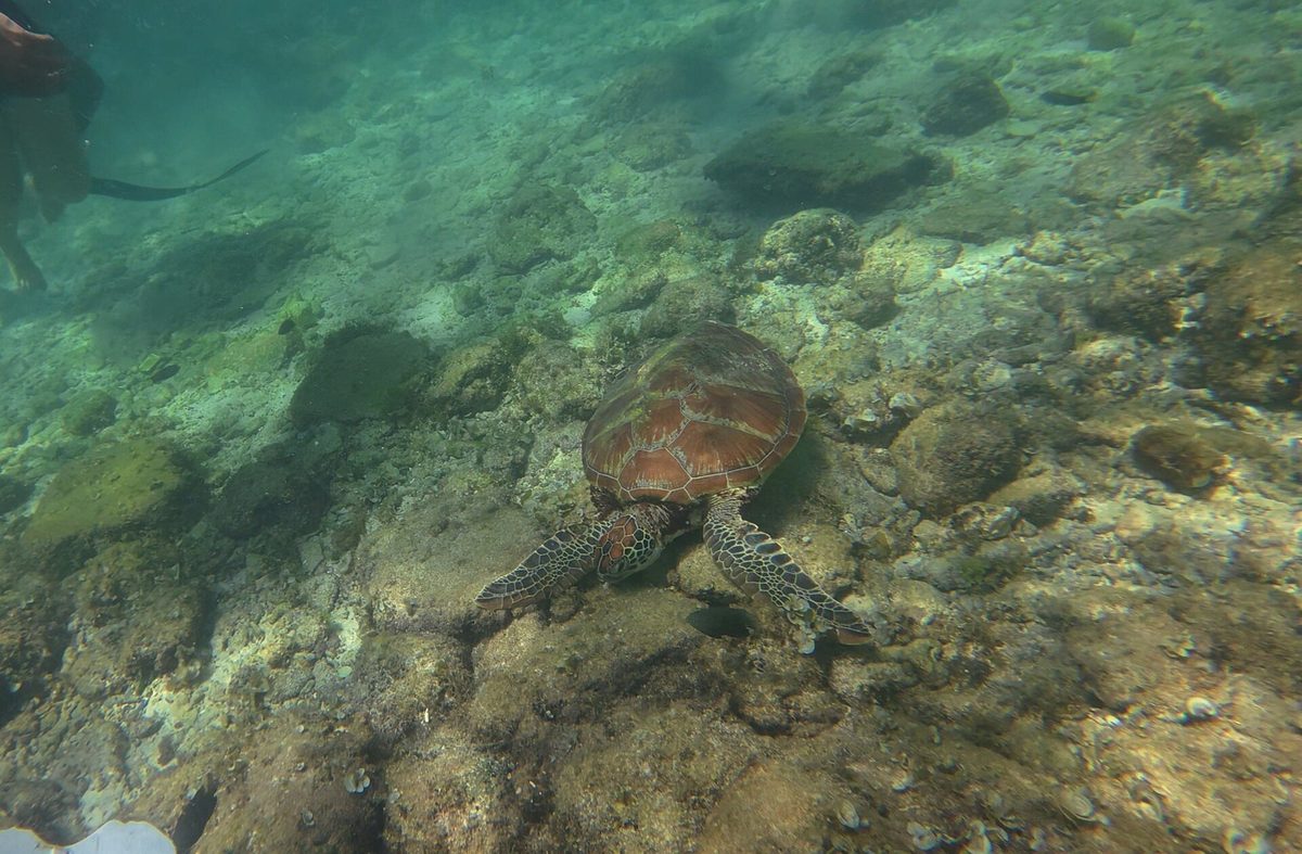 Coastline and clear water at Moalboal on the southwest coast of Cebu