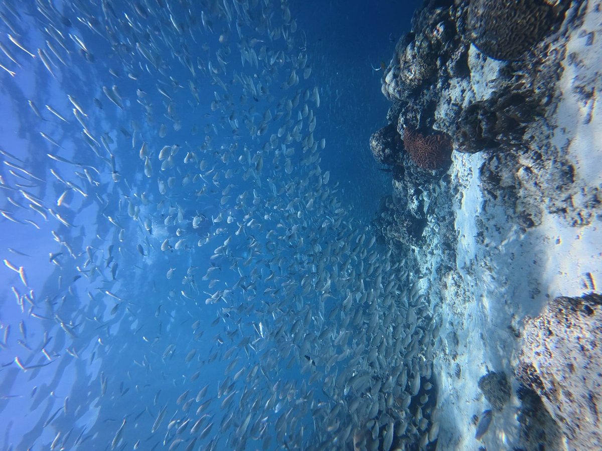 Snorkeler swimming through the sardine run off Panagsama Beach in Moalboal Cebu
