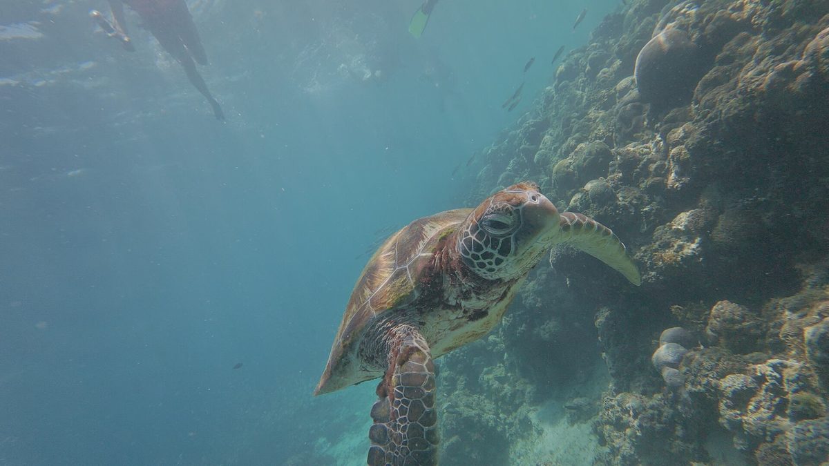 Green sea turtle grazing on seagrass in the shallows at Panagsama Beach, Moalboal