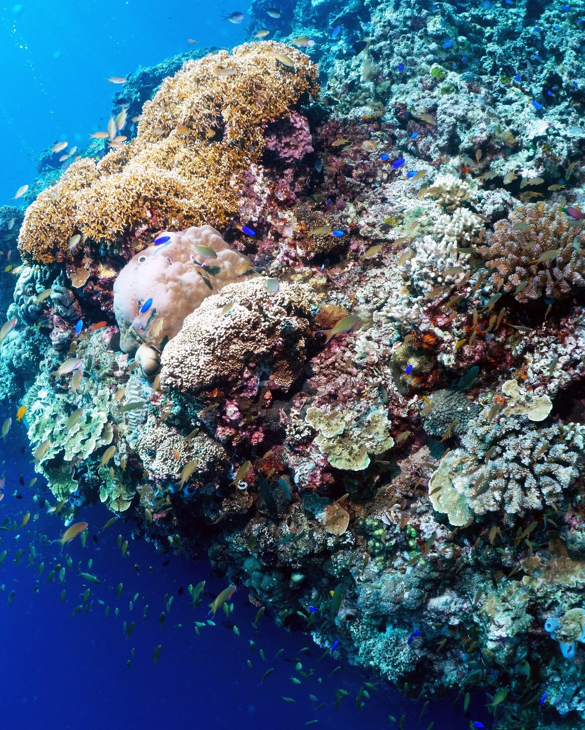 Coral-covered reef wall at Pescador Island, a Moalboal diving highlight near the Cathedral cavern