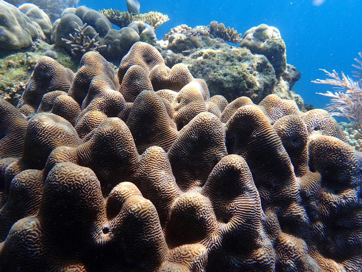 Hard coral formations on a reef wall in the Philippines