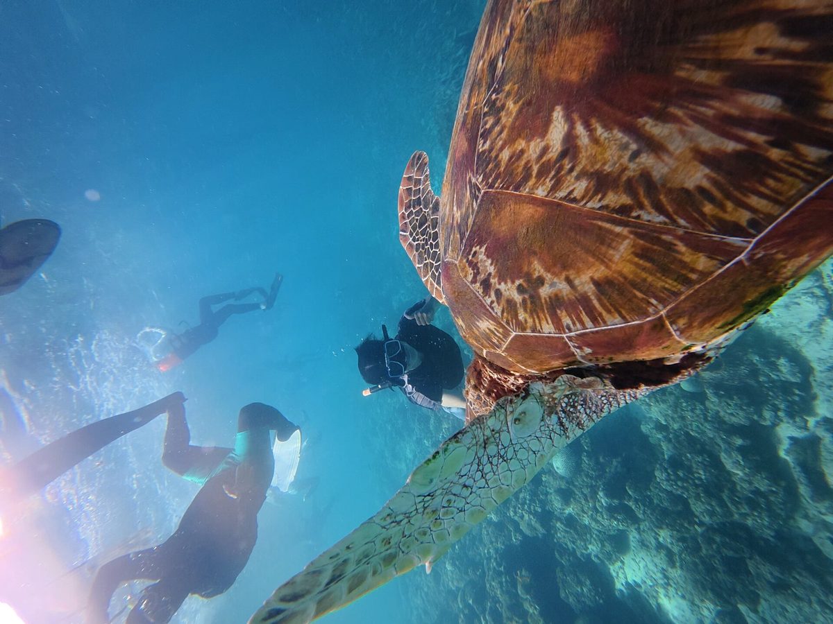 Green sea turtle resting on the reef slope at Moalboal, Cebu