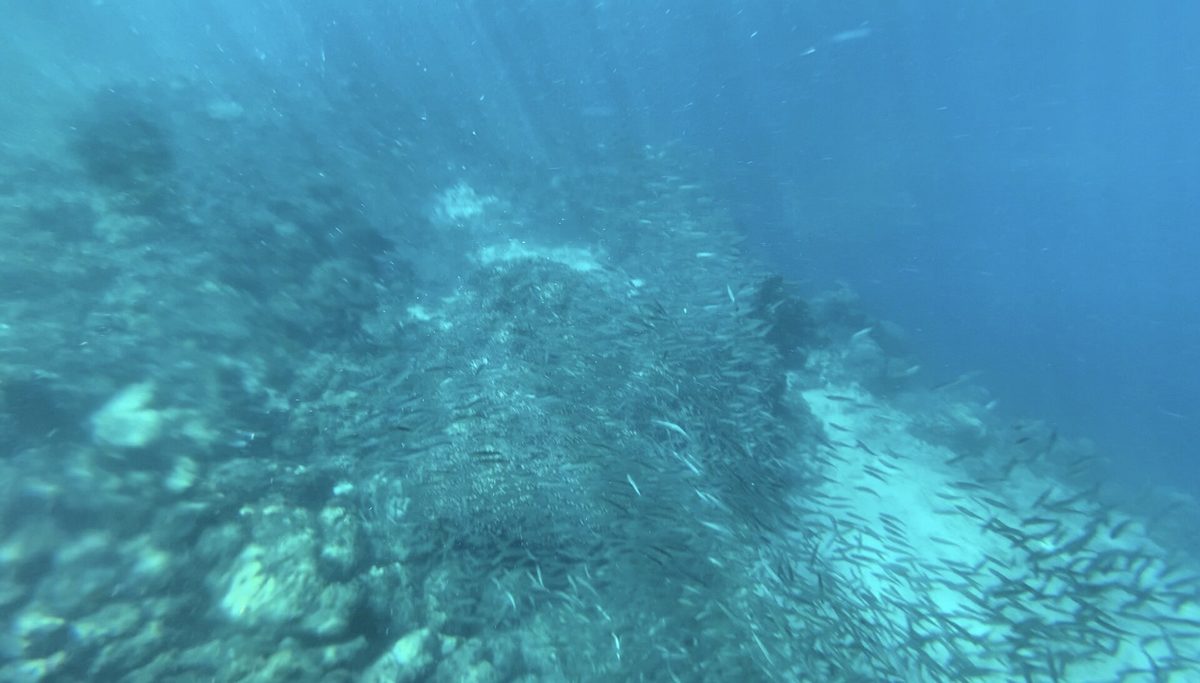 Snorkeler surrounded by the sardine run off Panagsama Beach, Moalboal