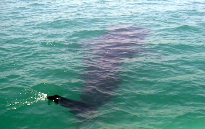 A whale shark swimming freely in open water, the kind of wild encounter found in Donsol