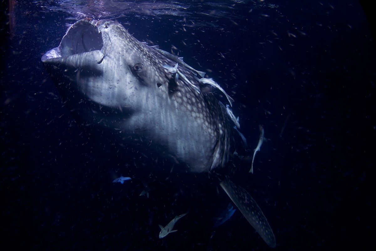 Whale shark with its wide mouth open, filter-feeding near the surface in the Philippines