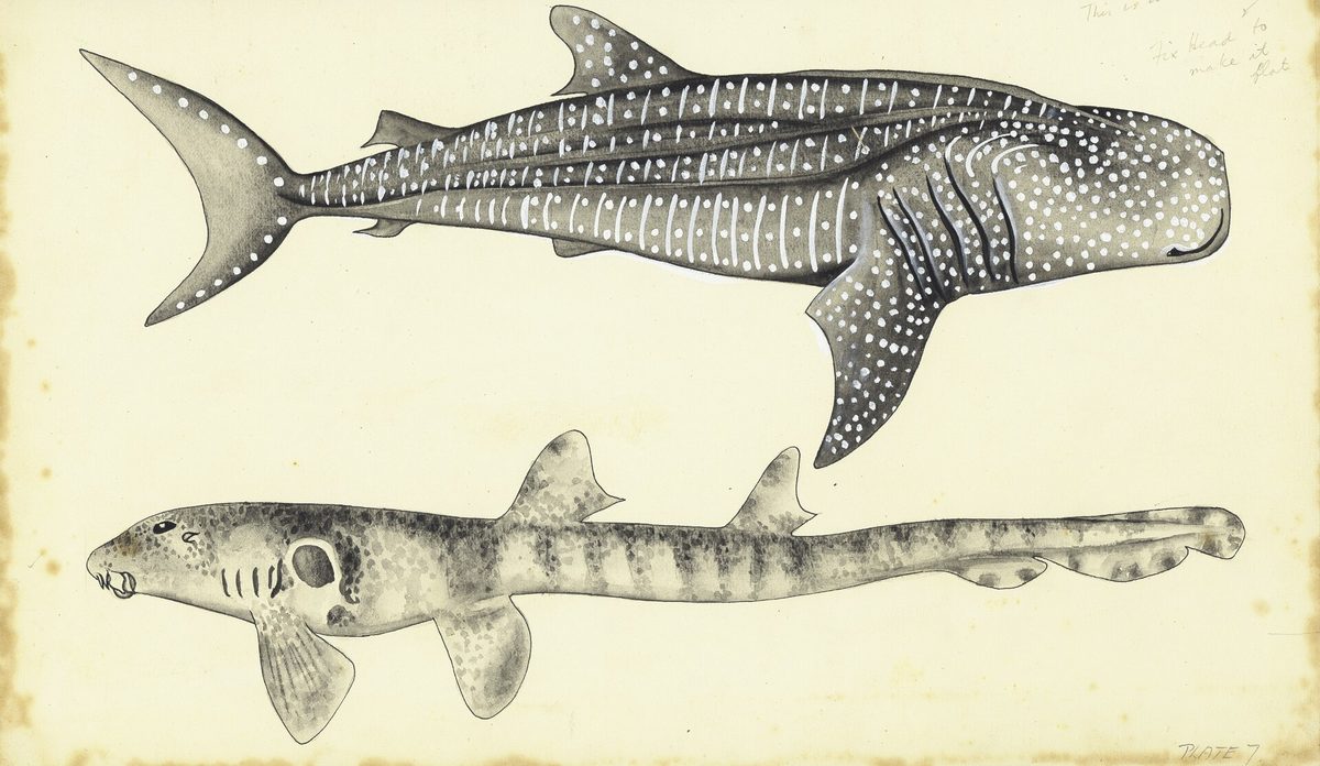 A whale shark (Rhincodon typus) showing its distinctive white spotted skin near the surface