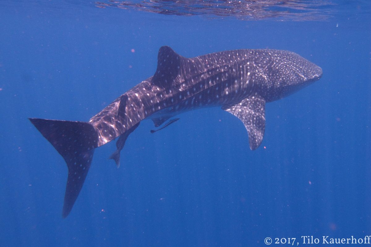 Underwater view of a whale shark gliding past a snorkeler in the Philippines