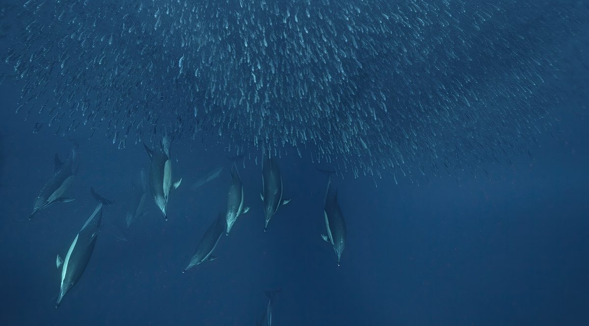 A dense, swirling school of sardines, the kind that forms the year-round sardine run off Moalboal in Cebu