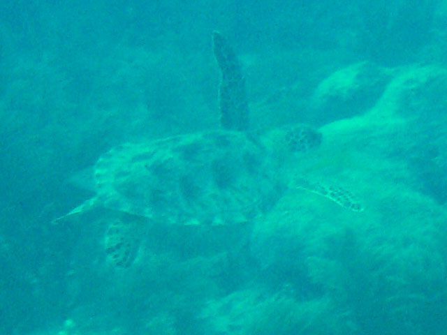 A green sea turtle over a tropical reef, commonly encountered across the Philippine dive regions year-round
