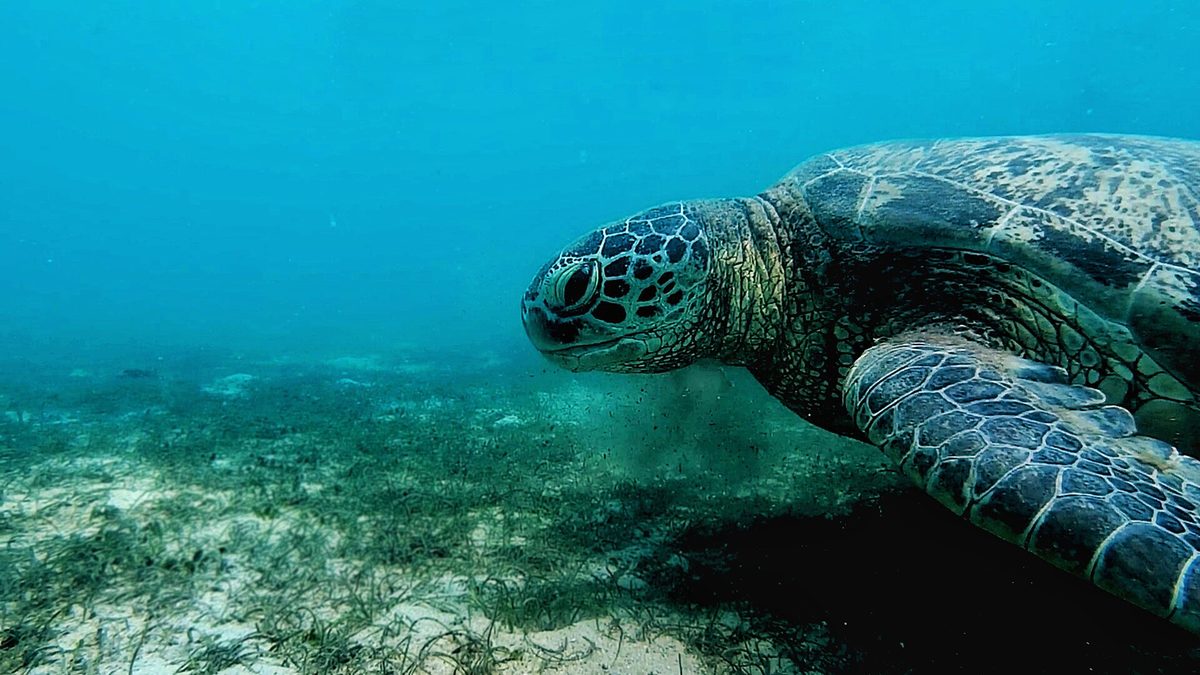 Green sea turtle gliding over a reef in Philippine waters, like the turtles snorkelers meet on Port Barton island-hopping tours