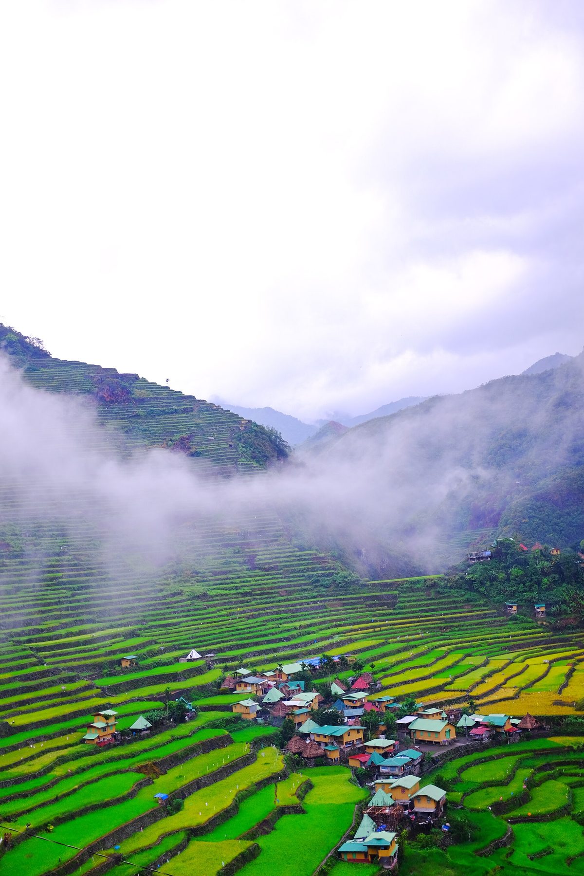 Lush green rice terraces in the Philippines rainy season, fed by the southwest monsoon