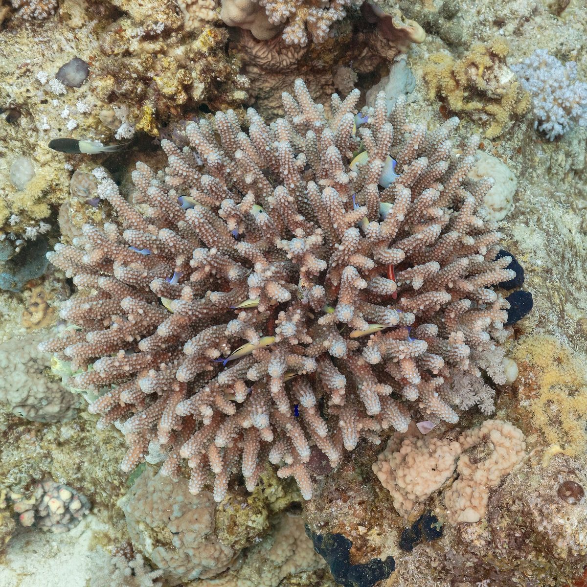 A healthy hard-coral garden on a Philippine reef in the Coral Triangle