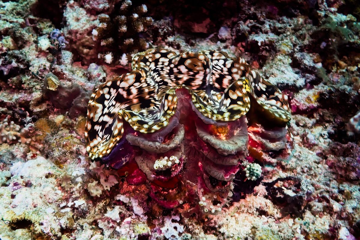 A giant clam with a colorful mantle on the seabed, like those snorkelers see in Honda Bay, Palawan