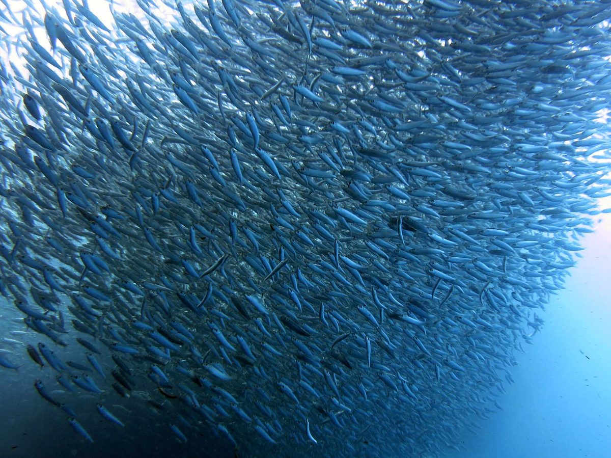 Snorkeling philippines: a swirling bait ball of sardines off Panagsama Beach in Moalboal, Cebu