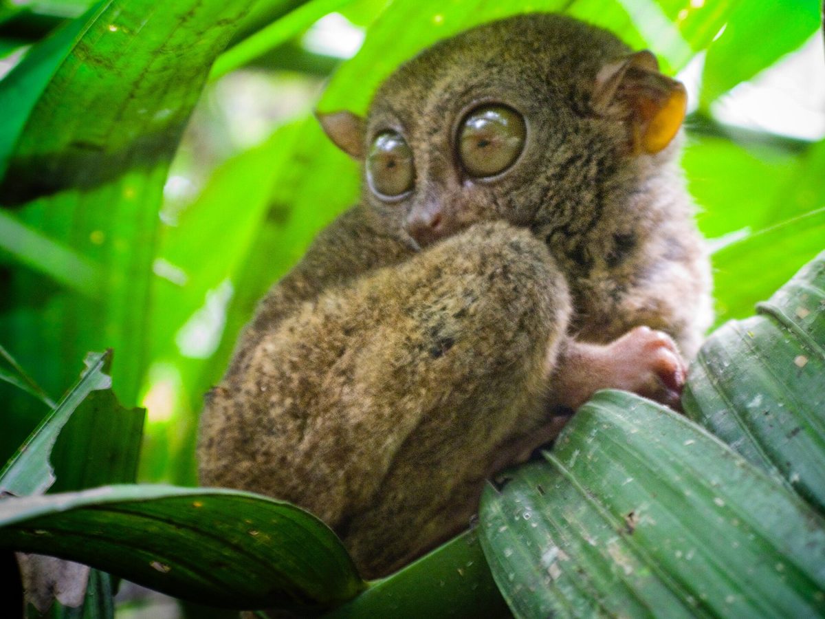 Close-up of a Philippine tarsier's enormous eyes in low light