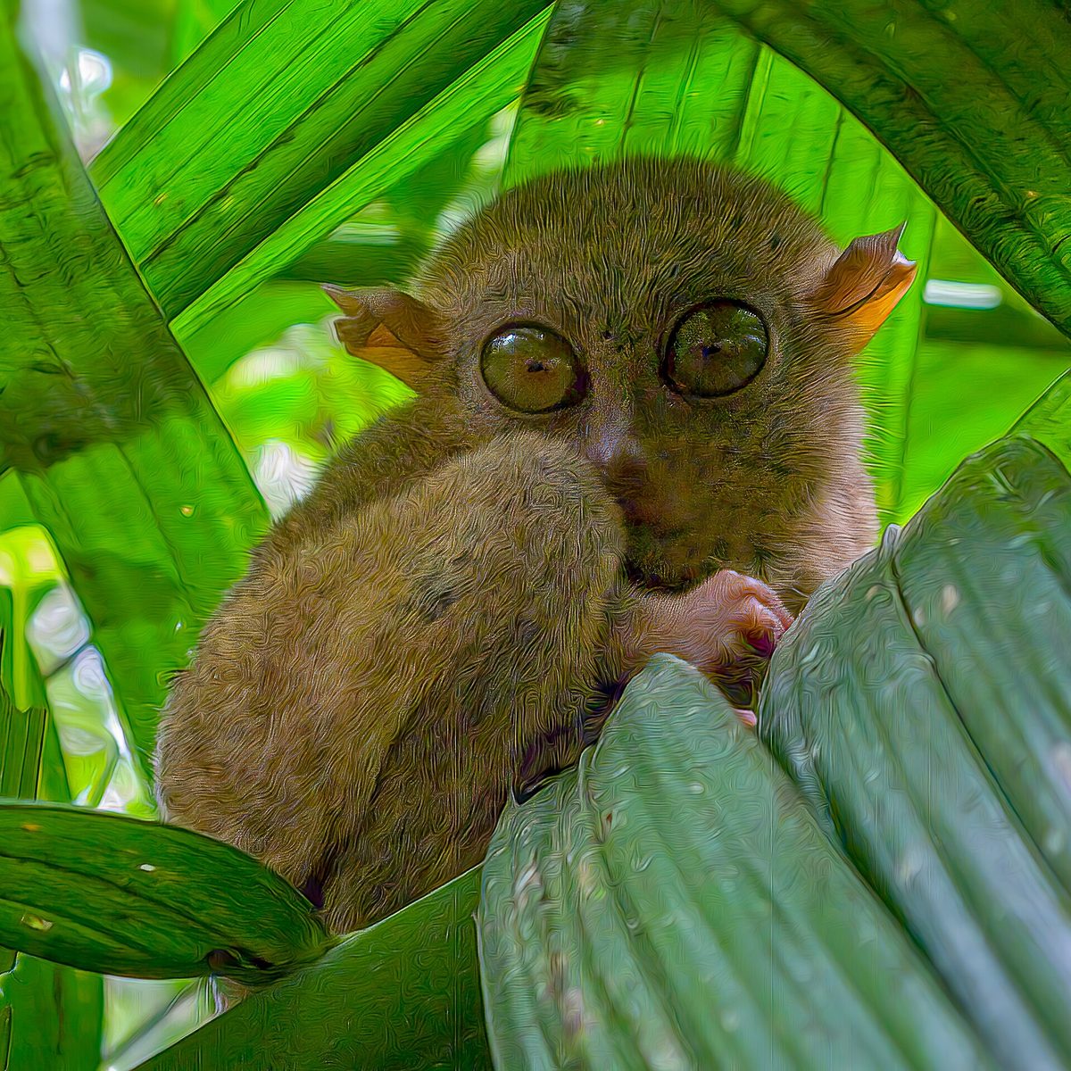 Forest habitat of the Philippine tarsier in Bohol with thick understory
