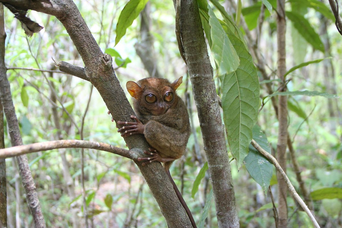 Tarsiers Bohol: a Philippine tarsier clinging to a branch at the Corella sanctuary