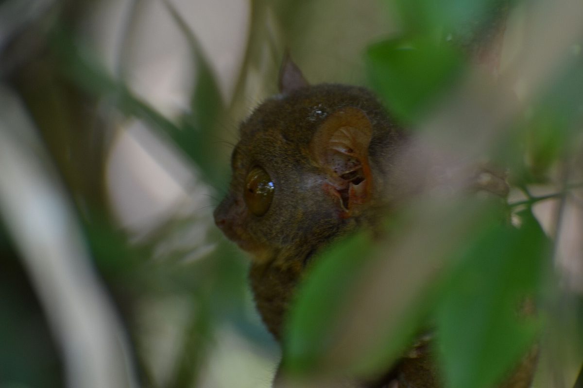 A small Philippine tarsier resting in sanctuary foliage in Bohol