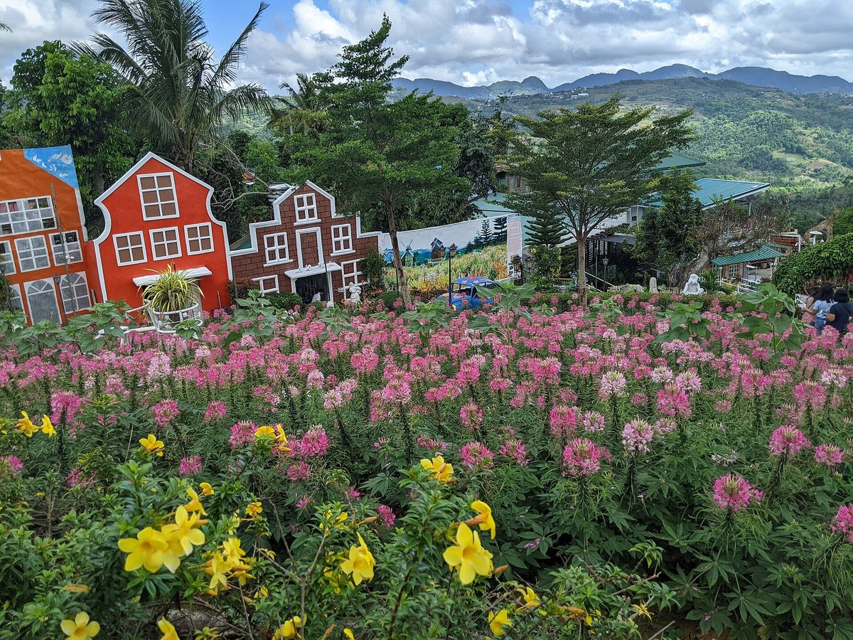 Terraced beds of red and orange celosia at Sirao Flower Garden, a photogenic Cebu attraction in the Busay hills