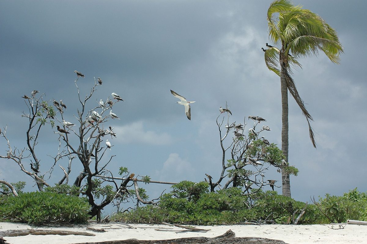 The reef and open water of Tubbataha Reefs Natural Park in the Sulu Sea