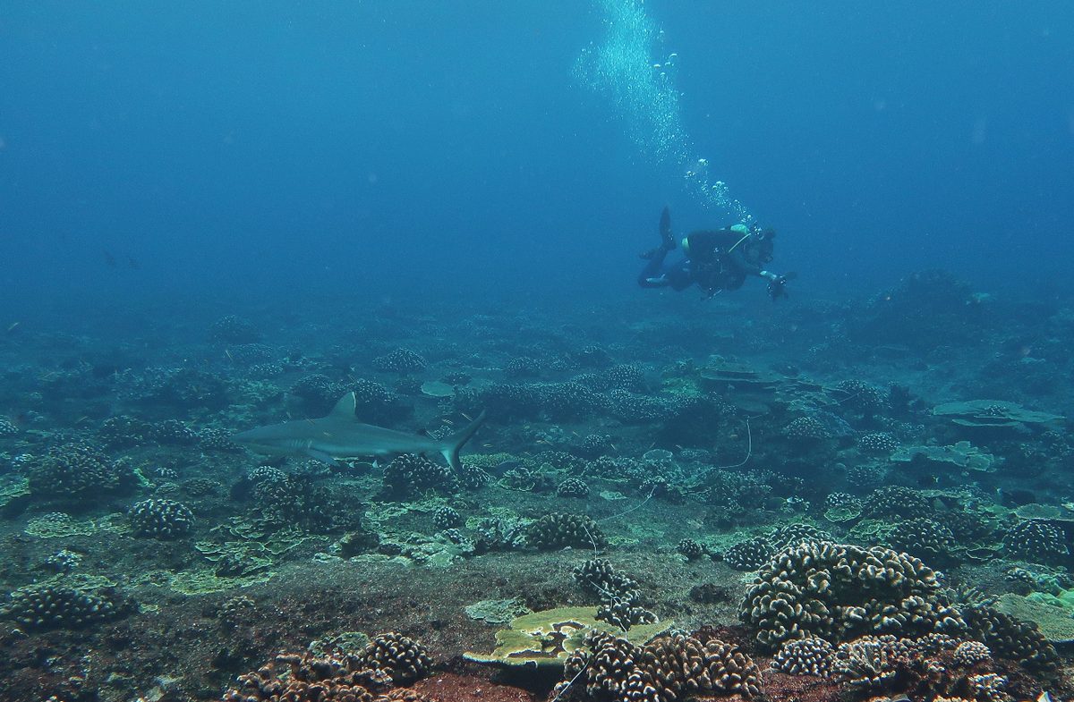 A grey reef shark cruising over a tropical coral reef