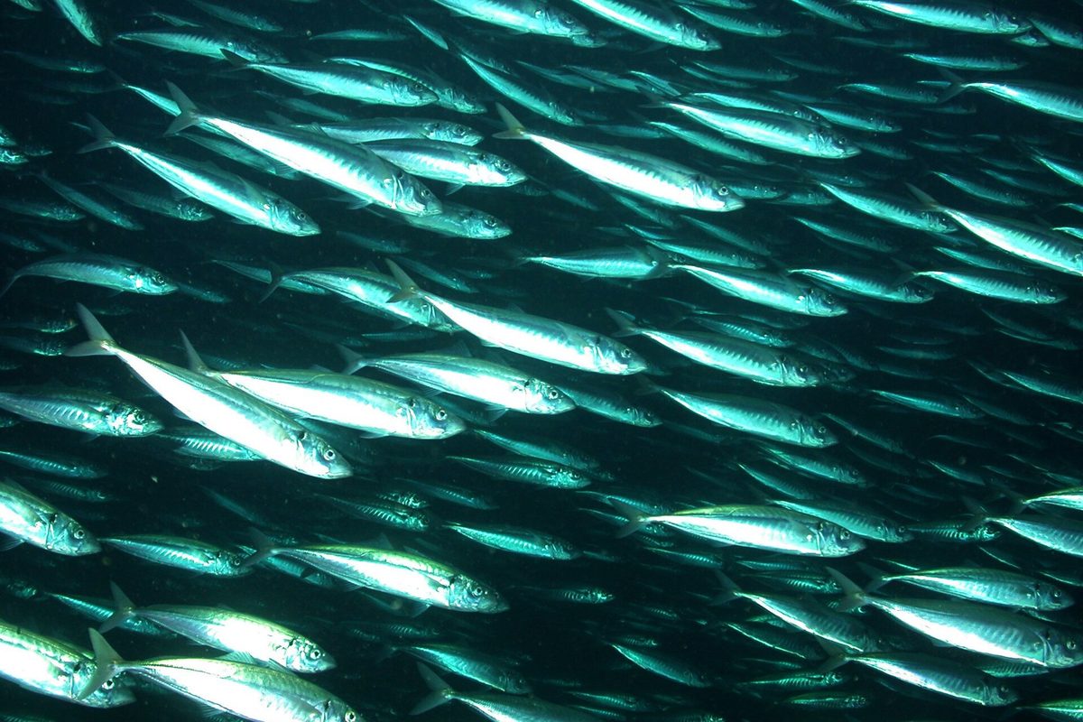 A swirling school of bigeye jacks over a reef, a common sight at Tubbataha