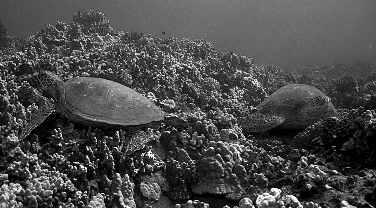 A green sea turtle gliding over healthy hard coral at a Philippine reef