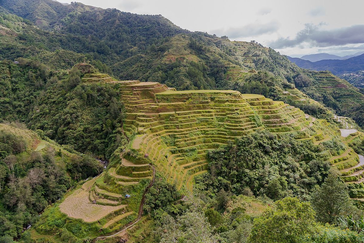 The green Banaue rice terraces in northern Luzon, lush during the rainy season